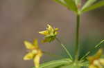 Whorled yellow loosestrife